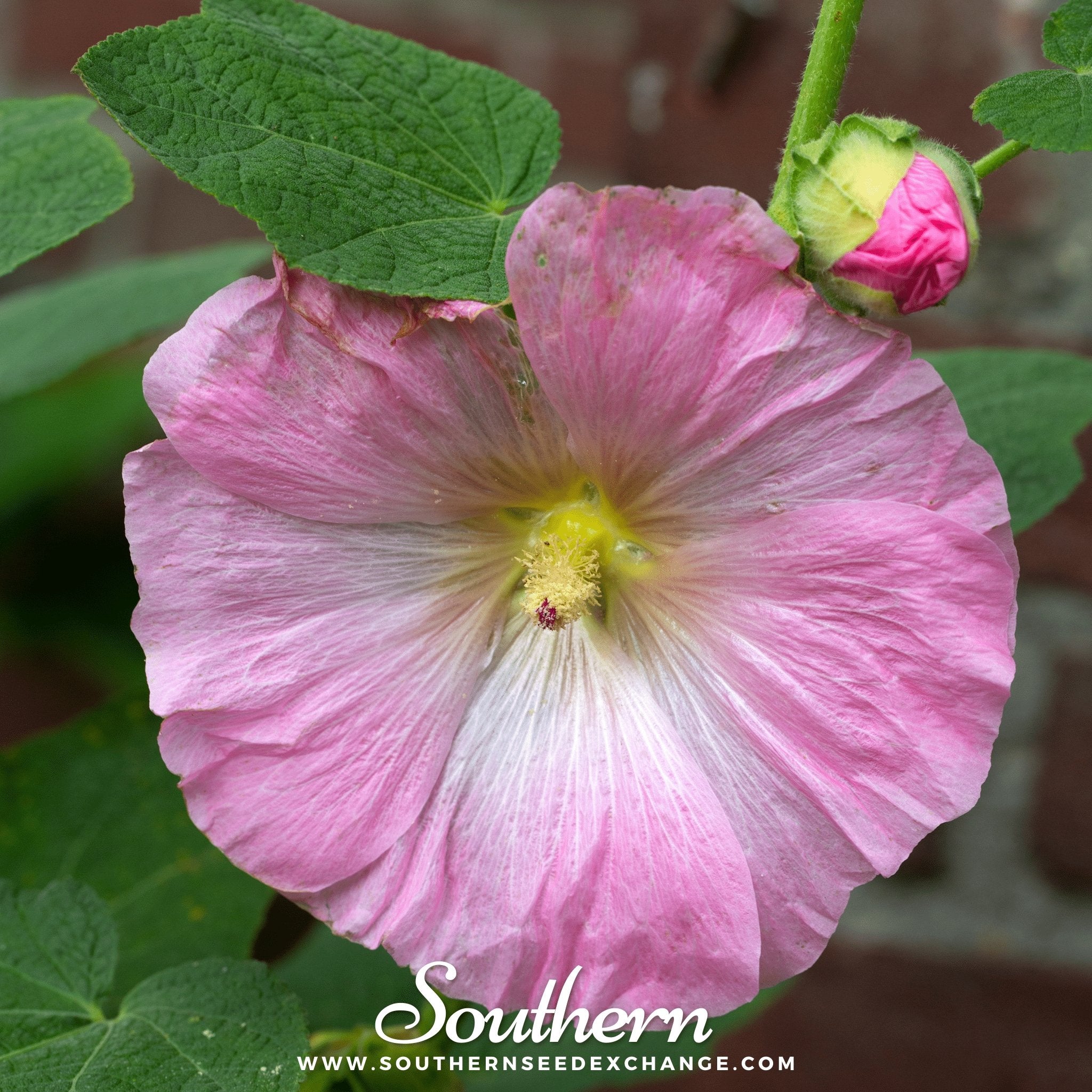 Pink Hollyhock – 25 Seeds