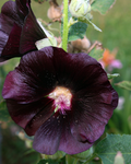 Hollyhock 'Nigra' seeds