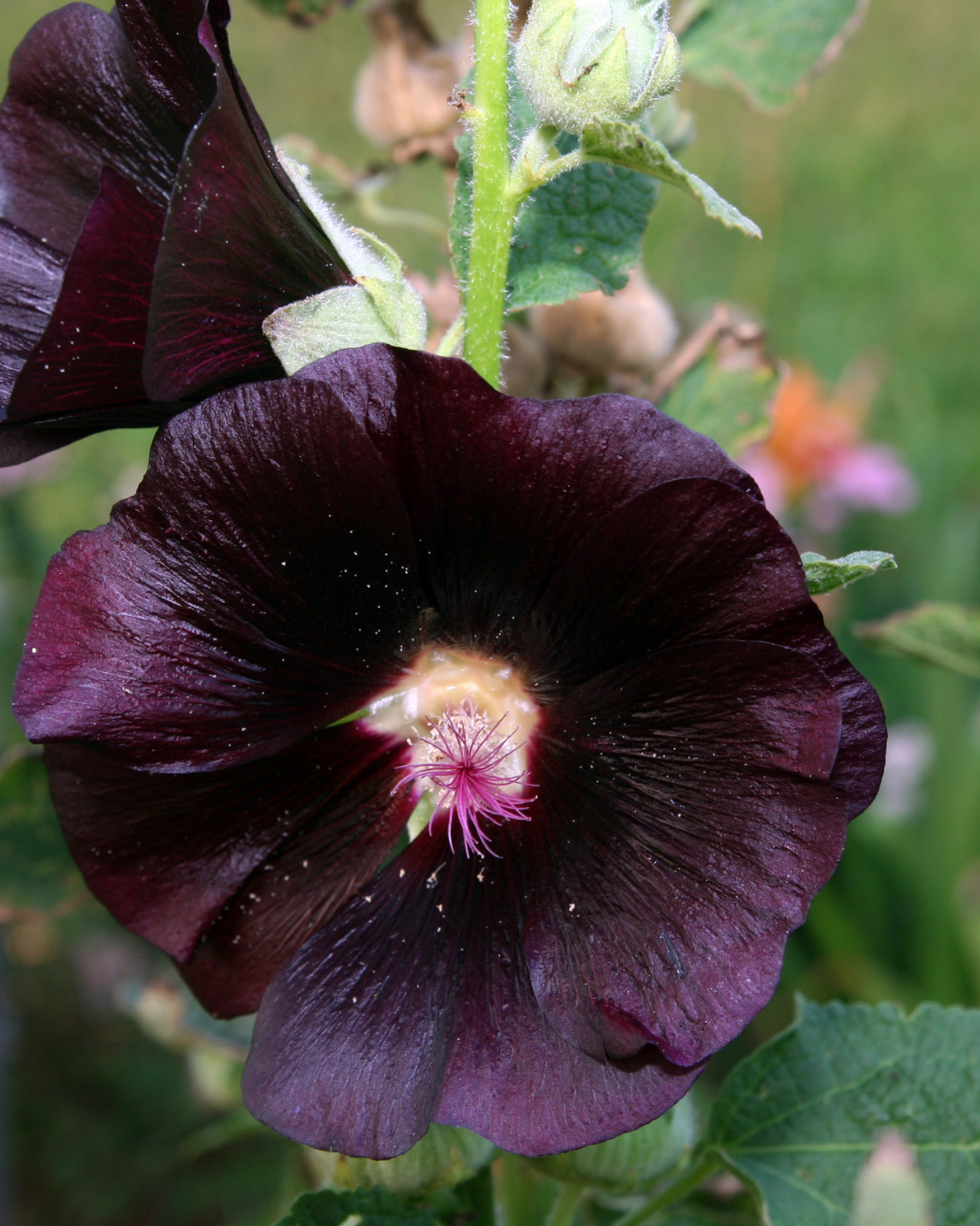 Hollyhock 'Nigra' seeds