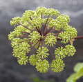 Holy Ghost Angelica Seeds – Heirloom Biennial Herb for Culinary & Ornamental Use, Angelica archangelica, 50 Seeds