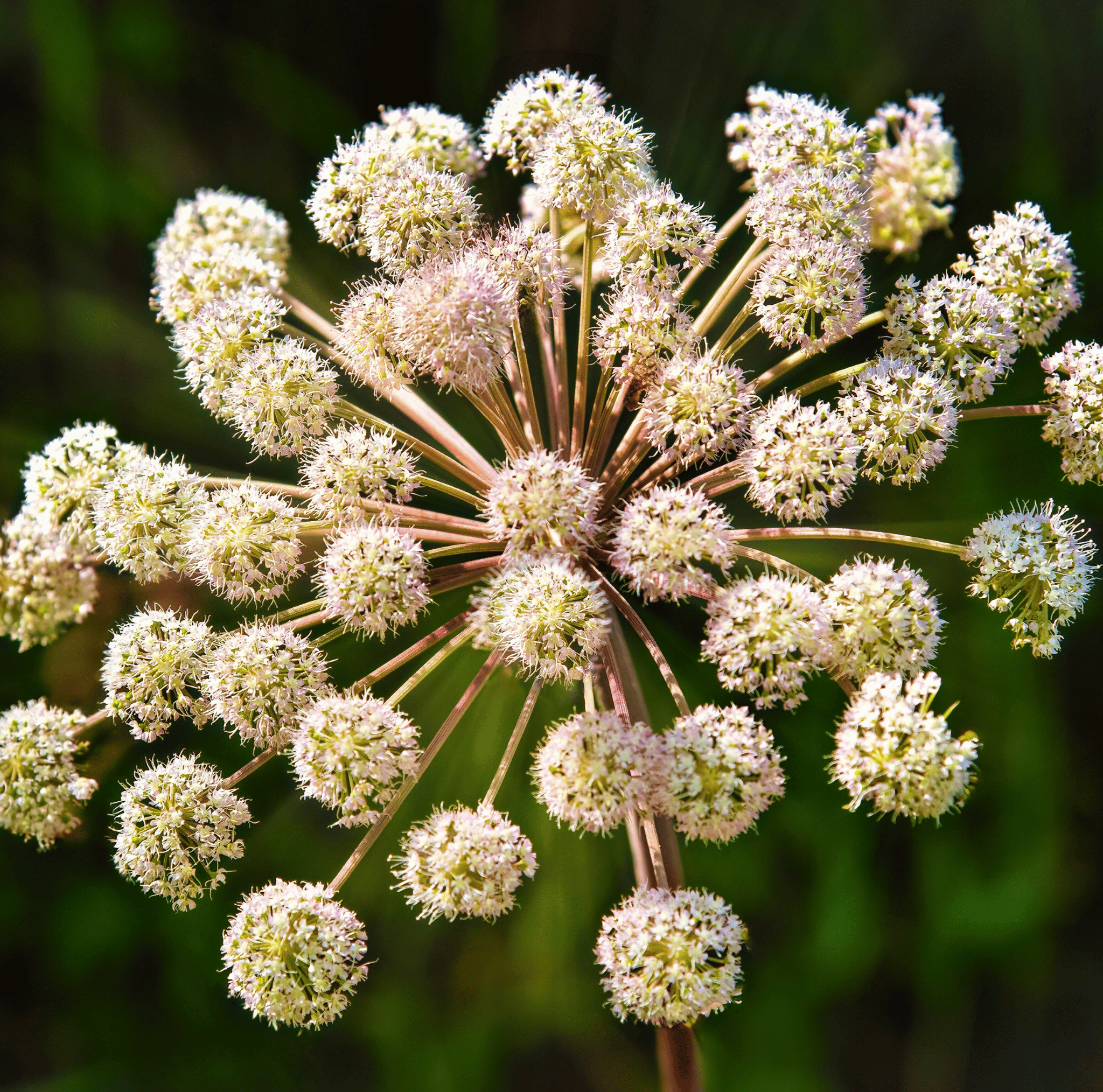 Holy Ghost Angelica – 50 Seeds