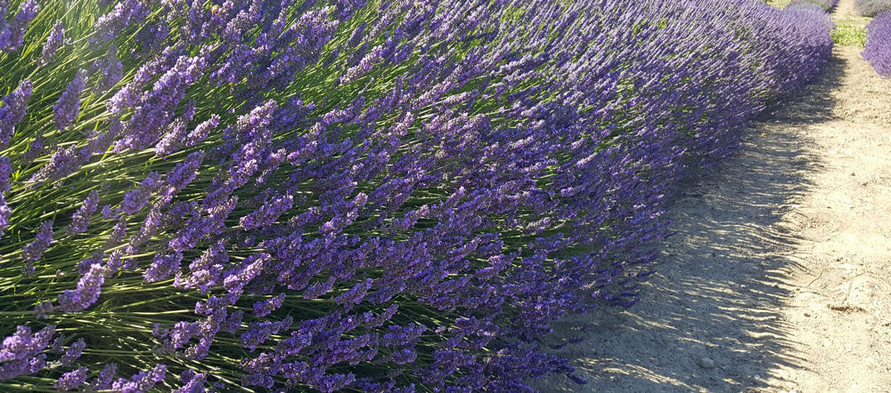 Live Provence Lavender Plant (Lavandula × intermedia)