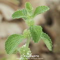 Horehound Seeds – 50 Heirloom Marrubium Vulgare Perennial Herb for Traditional Herbal Gardens
