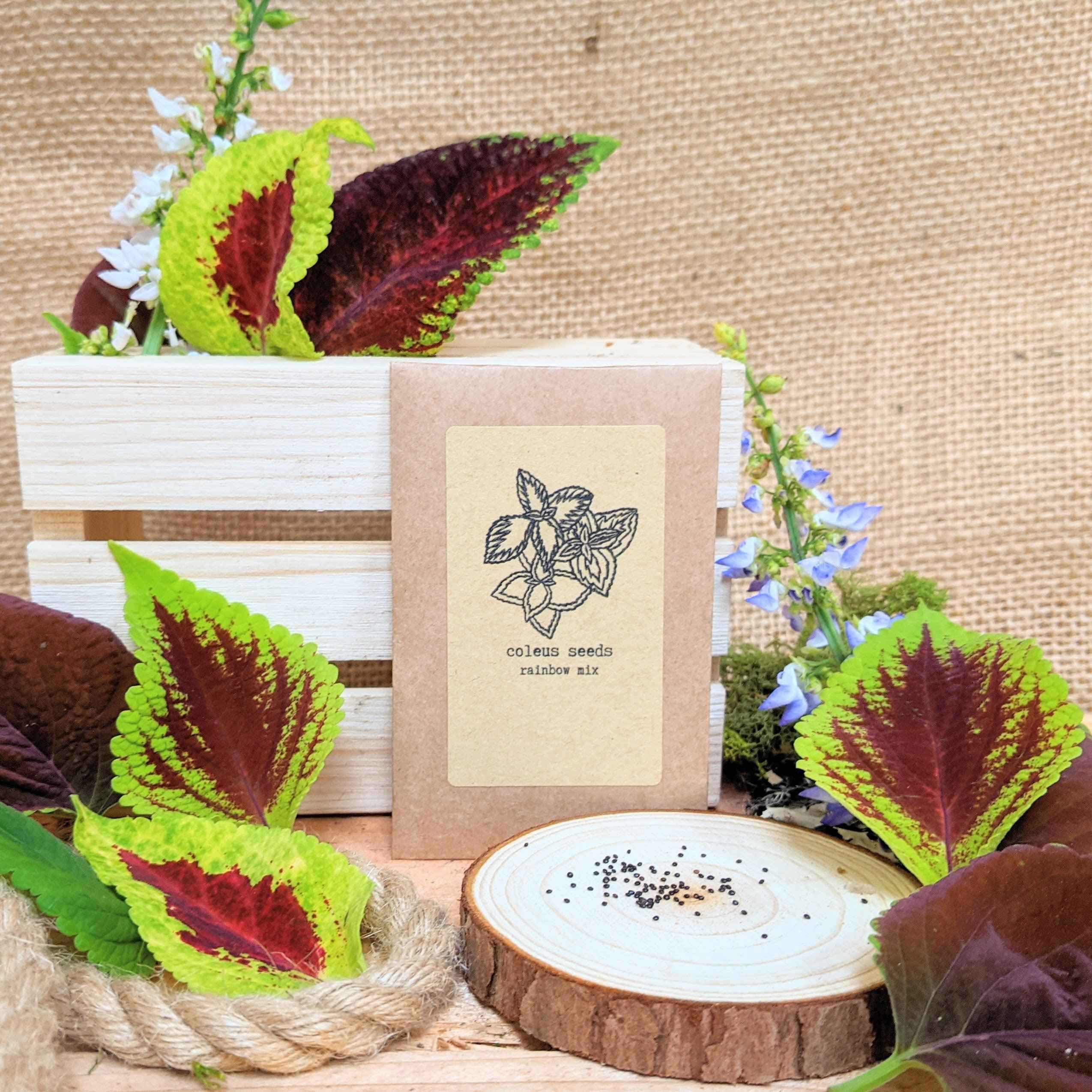 "Houseplant Newbie" Houseplant Seed Collection