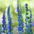 Blue Hyssop Seeds – 200 Non-GMO Heirloom Perennial for Bees & Butterflies – Hyssopus officinalis