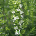 White Hyssop Seeds - Hyssopus officinalis 'Albus' Heirloom Perennial for Bees & Butterflies