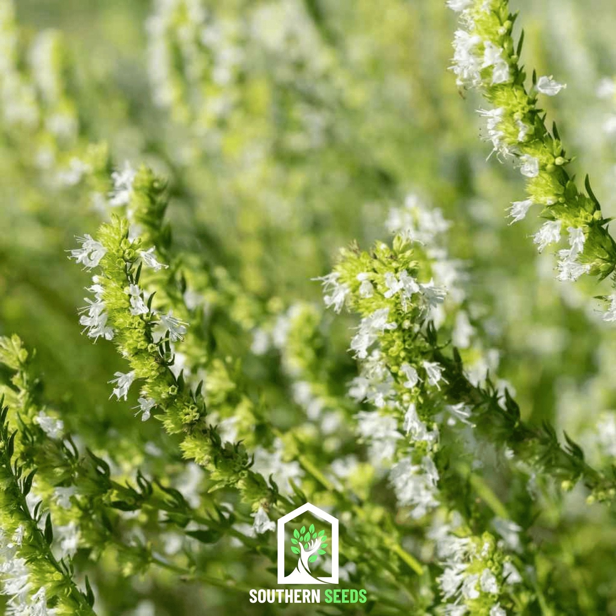 White Hyssop – 50 Seeds