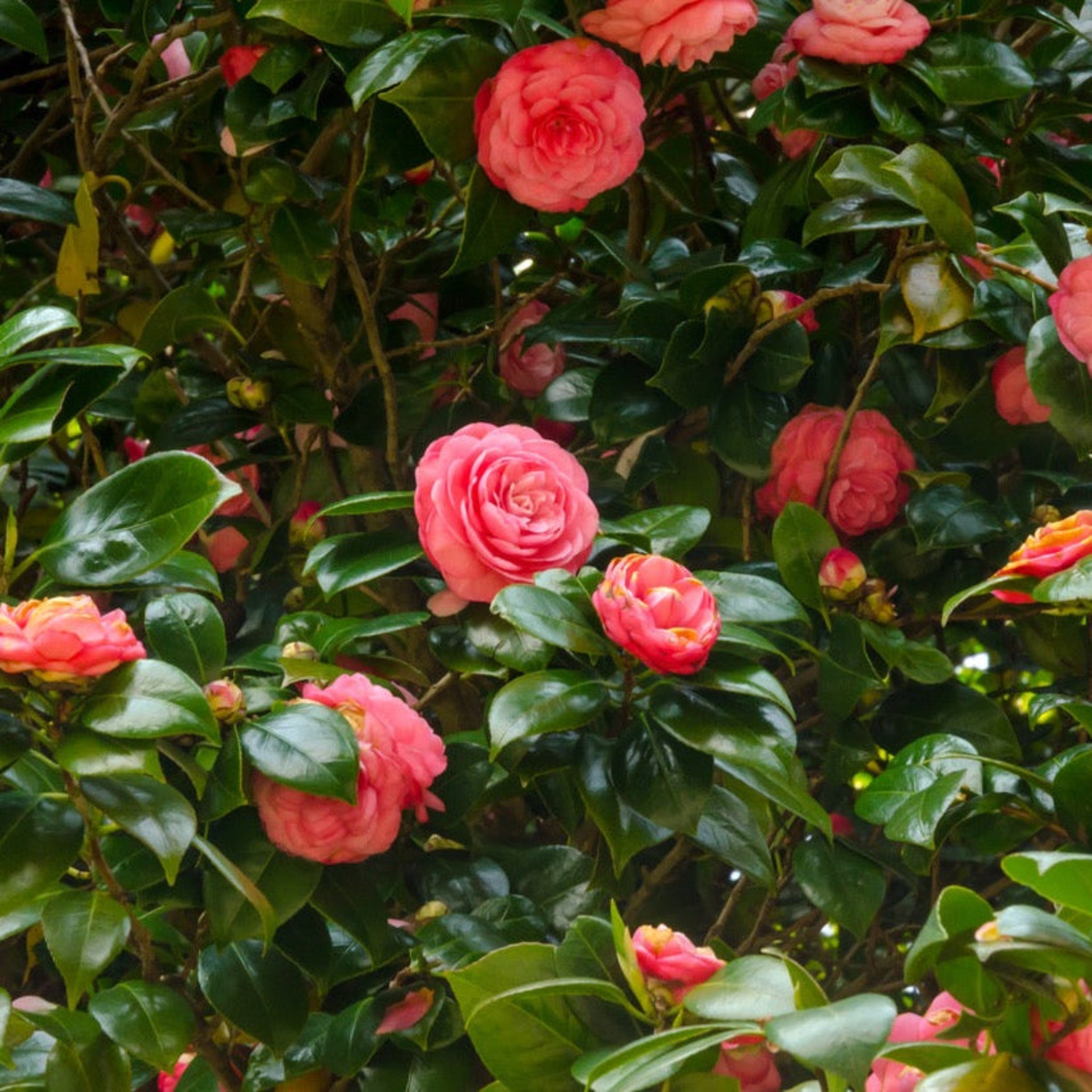 Jack Camellia