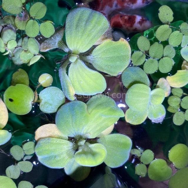 Mixed Floating Aquarium Plants 4oz Cup - Live Freshwater Floaters for Betta Shrimp Fry Safe