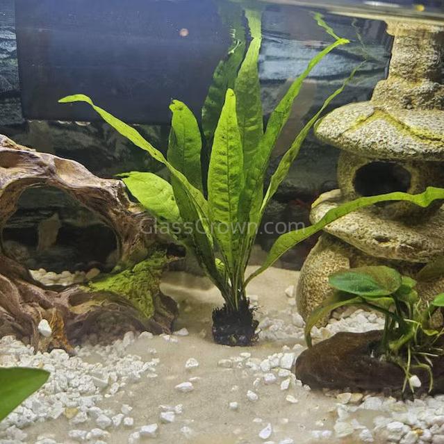 Java Fern