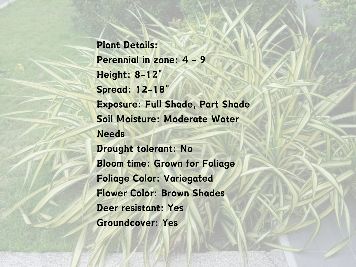 Carex 'Ice Dance'