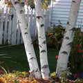 Paper White Birch Tree 3-Pack 18-24" Betula papyrifera Smooth Bark Fast Growing Trees for Landscapes