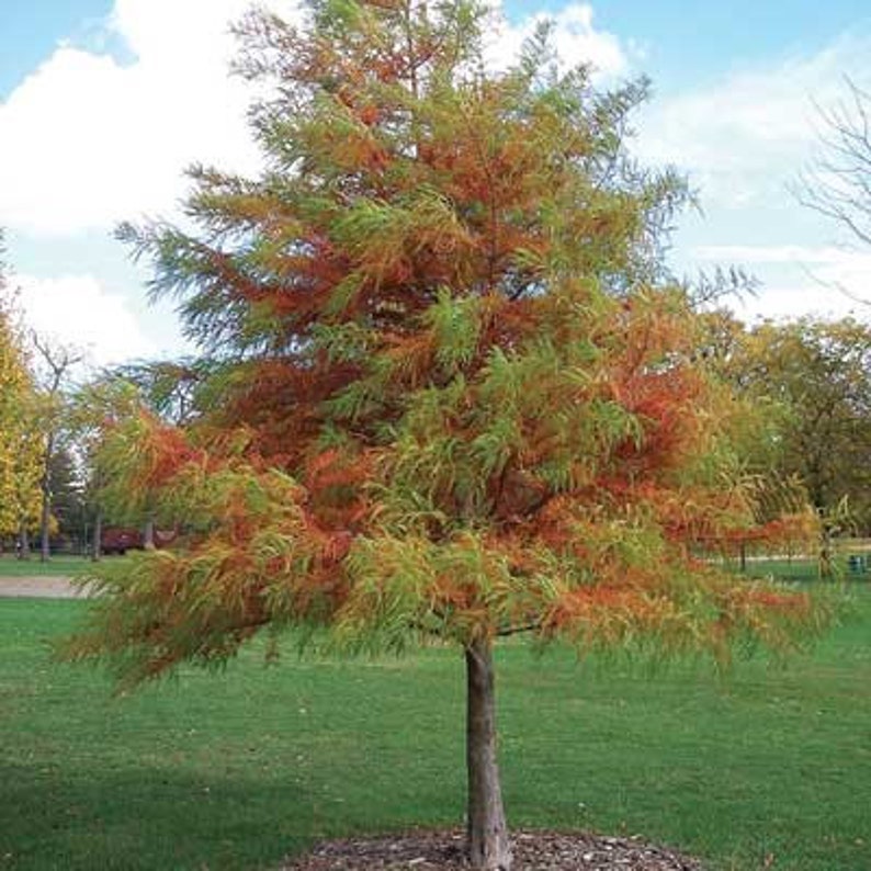 Bald Cypress Tree 2-3' Live Deciduous Conifer for Wet/Dry Soil with Cypress Knees Taxodium distichum