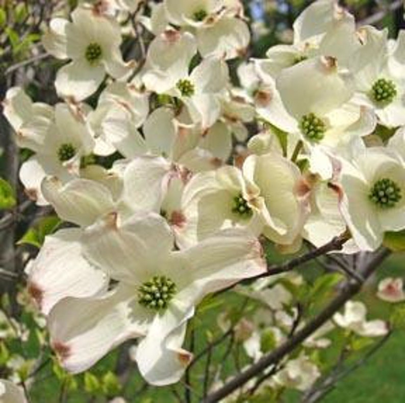 Flowering Dogwood Tree 3-4 Foot White Flowers Cornus florida Bare-Root Deciduous Landscaping Tree