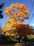 Sugar Maple Tree 4" Container Acer Saccharum for Zones 3-8, Fall Foliage, Landscape, Yard, Park