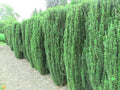 Sky Pencil Holly Plants - 6" Tall, Ilex Crenata 'Sky Pencil' - Evergreen Columnar Shrubs for Zones 5-9