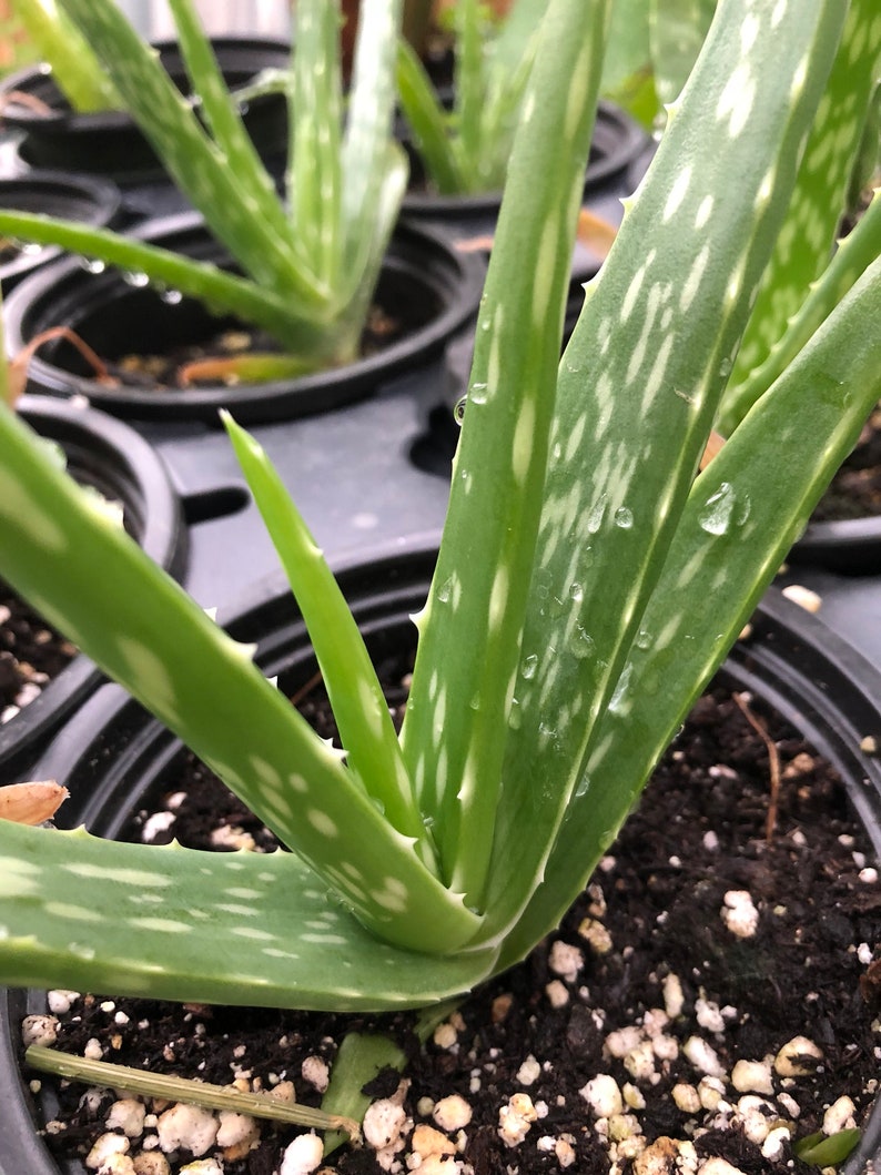 Organic Aloe Plant in 2.5-inch Pot, Aloe barbadensis Miller, Tender Succulent with Spiky Leaves and Yellow Flowers