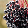 Elderberry Plant 4" Container Sambucus Canadensis Deciduous Shrub for Wildlife, White Flowers, Zones 3-9