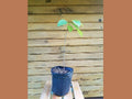 Pawpaw Trees - 18-24 Inch Live Seedlings - Asimina triloba - Set of 5 - Wildlife & Fruit Production - Bare Root Outdoor Grown