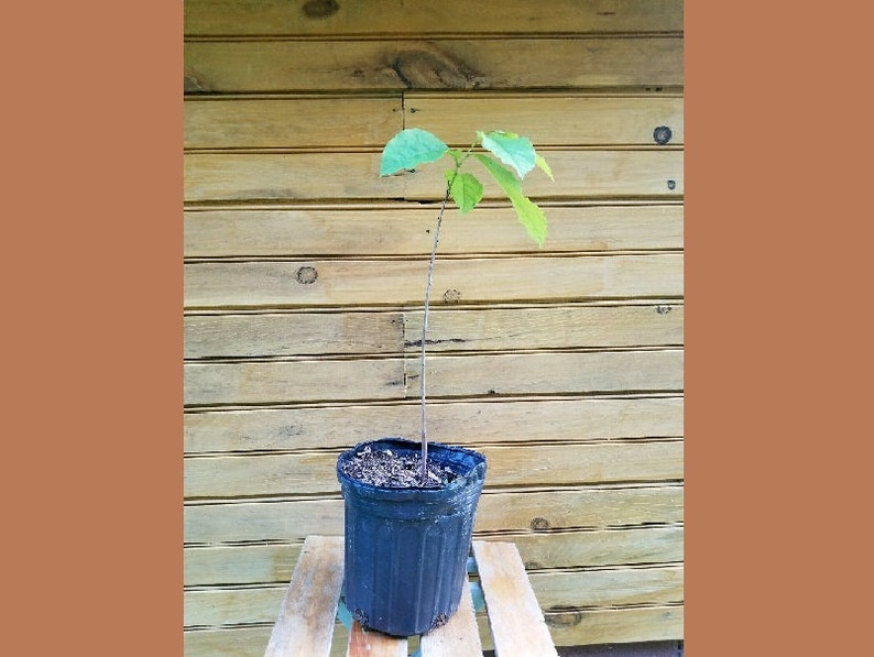 Pawpaw Trees - 18"-24" Live Seedlings - Asimina triloba - Set of 5 - Outdoor Grown - Ideal for Wildlife & Fruit Production