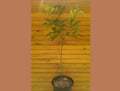 Pin Oak Tree Set of 2 – 6" to 12" Live Quercus palustris for Landscaping, Wildlife Habitat & Ornamental Use