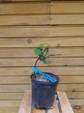 Triple Crown Blackberry Plants - 6" Live Thornless Berry Bushes - Rubus fruticosus - Outdoor-Grown, Self-Pollinating, Fresh Berries