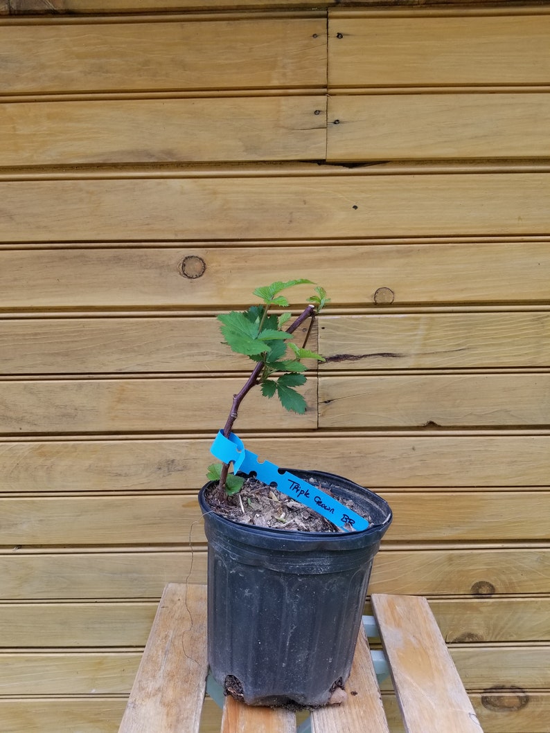 Triple Crown Blackberry Plants - 5 Live Thornless Plants - Rubus allegheniensis - Established Bare Root for Fresh Berries