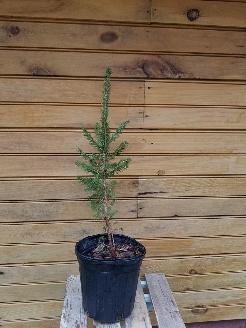 Norway Spruce Trees 12-18 Inches Bare Root Seedlings Picea abies for Wildlife Habitat & Ornamental Use