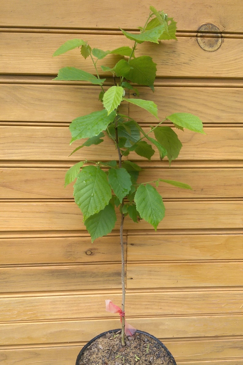 American Hazelnut Trees - 6-12 Inches Bare Root Corylus americana for Wildlife Habitat & Nut Production - 5 Pack