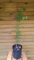Washington Hawthorn Trees - 6" Live Seedlings - Crataegus phaenopyrum with Red Berries & White Flowers - 2 Pack
