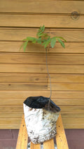 Pecan Tree Seedlings 6-12 Inches, Carya illinoinensis, 2 Live Outdoor Grown Nut Trees for Landscaping & Wildlife Habitat