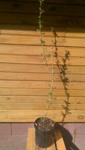 Pixwell Gooseberry Bushes - 12-18 Inches - Ribes hirtellum - 2 Live Bare Root Plants for Fruit & Ornamental Garden
