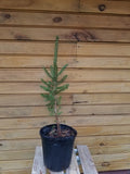 Norway Spruce Trees - 6-12 Inches Bare Root Seedlings for Wildlife & Ornamental Use - Picea abies