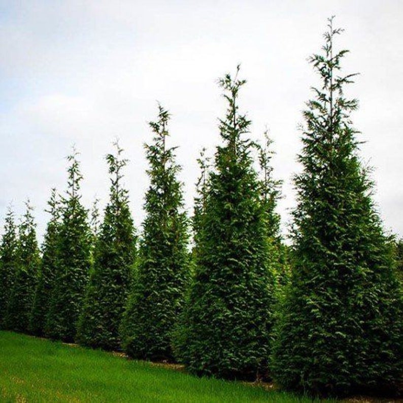 10 Thuja Green Giant Arborvitae 2.5" Pot - Evergreen Trees for Privacy, Thuja plicata - Ideal for Zones 5-9, Certified Nursery