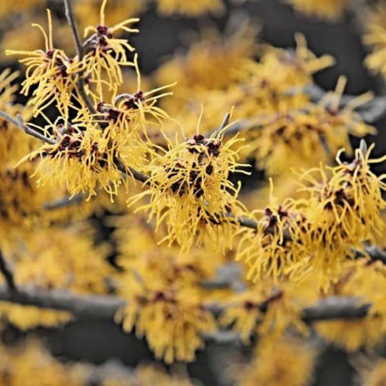 Witchhazel Plant 4" Container Hamamelis Virginiana Native Shrub Fragrant Fall Blooms Zones 3-8