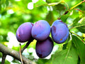 Damson Blue Plum Fruit Tree Cuttings - 10 Unrooted Organic Propagation Clippings - Prunus domestica