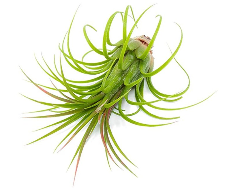 Tillandsia Ionantha Guatemala Air Plants