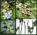 Blackberry Cane Cuttings - 5 Organic Thorned Propagation Cuttings Rubus for Food Forest Gardening