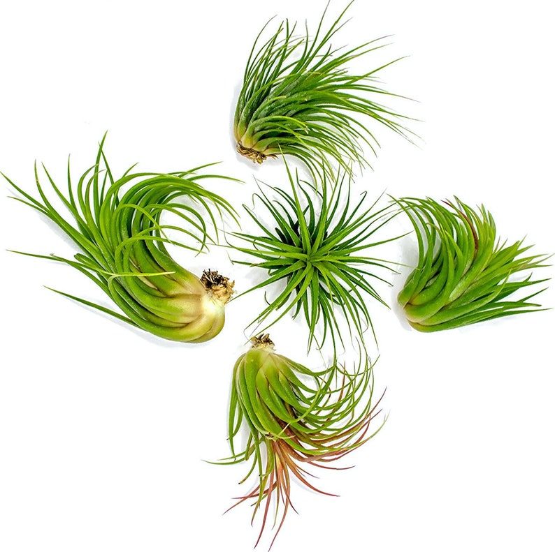 Tillandsia Ionantha Guatemala Air Plants