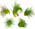 Tillandsia Ionantha Guatemala Air Plants
