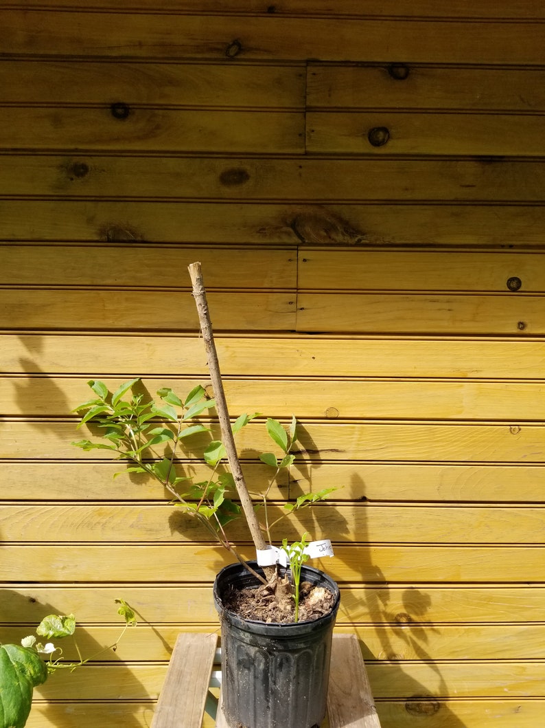 Elderberry Bushes 2-Pack - 'York' & 'Johns' Sambucus canadensis - Fruit Shrubs for Garden & Container