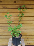 Live Imperial White Currant Plants - Ribes sativum, 6-12" Dormant Bushes for Fruit & Ornamental Use