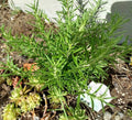 Organic Rosemary Cuttings - 5 Unrooted Clippings for Cooking & Medicinal Uses - Salvia Rosmarinus