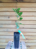 Ouachita Thornless Blackberry Plants – 6" Bare Root Rubus allegheniensis – 5 Healthy Live Plants for Home Garden