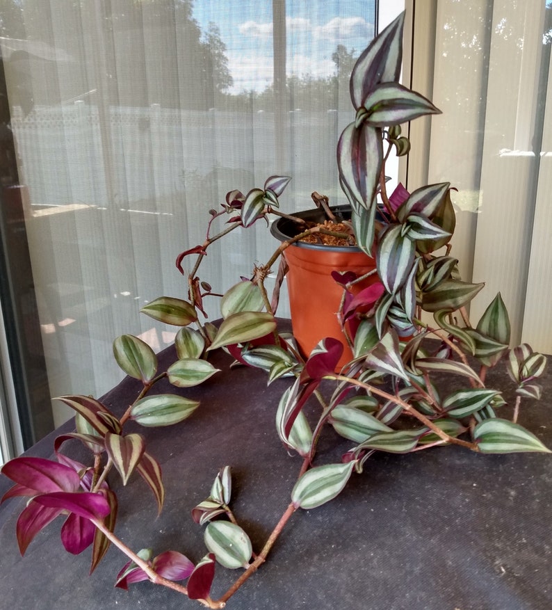 Tradescantia Zebrina Cutting + 1 Free Cutting + Wandering Jew + Trailing Houseplant - Easy Care Indoor Plant