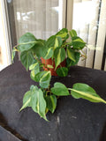 Philodendron Brasil Cutting Set – 1 Rooted + 1 Free – Heart-Shaped Leaves with Lime Green Variegation – Low Maintenance Houseplant
