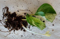 Manjula Pothos Cutting Set - 1 Rooted + Free Epipremnum aureum Houseplant, Easy Care Indoor Vine