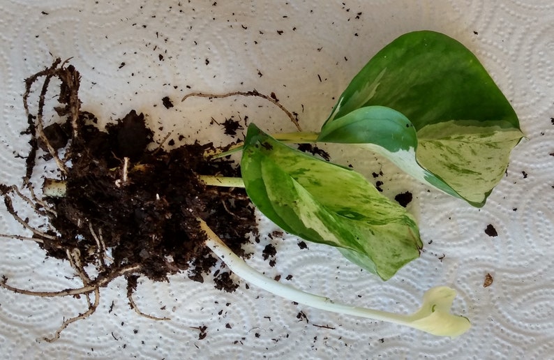 Manjula Pothos Cutting Set - 1 Rooted + Free Epipremnum aureum Houseplant, Easy Care Indoor Vine