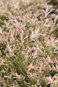 Dappled Willow Plant 4" Container Salix Integra 'Hakuro Nishiki' Colorful Foliage, Fast Growing, Showy Flowers