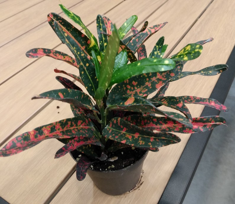 Bush Fire Croton Plant - Small Rooted Codiaeum variegatum with Free Cutting, Colorful Variegated Foliage, Easy Care Houseplant
